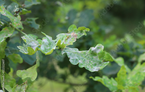 Powdery mildew on oak leaves. This is a dangerous fungal disease caused by Erysiphe alphitoides (Microsphaera alphitoides) fungus. photo