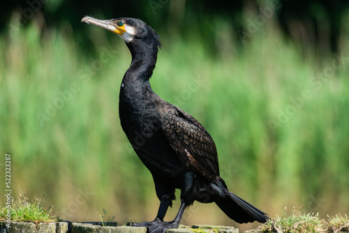 great cormorant with green blurry background