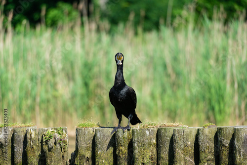 great cormorant with green blurry background