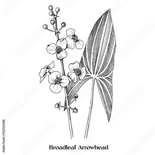 Broadleaf arrowhead isolated on white