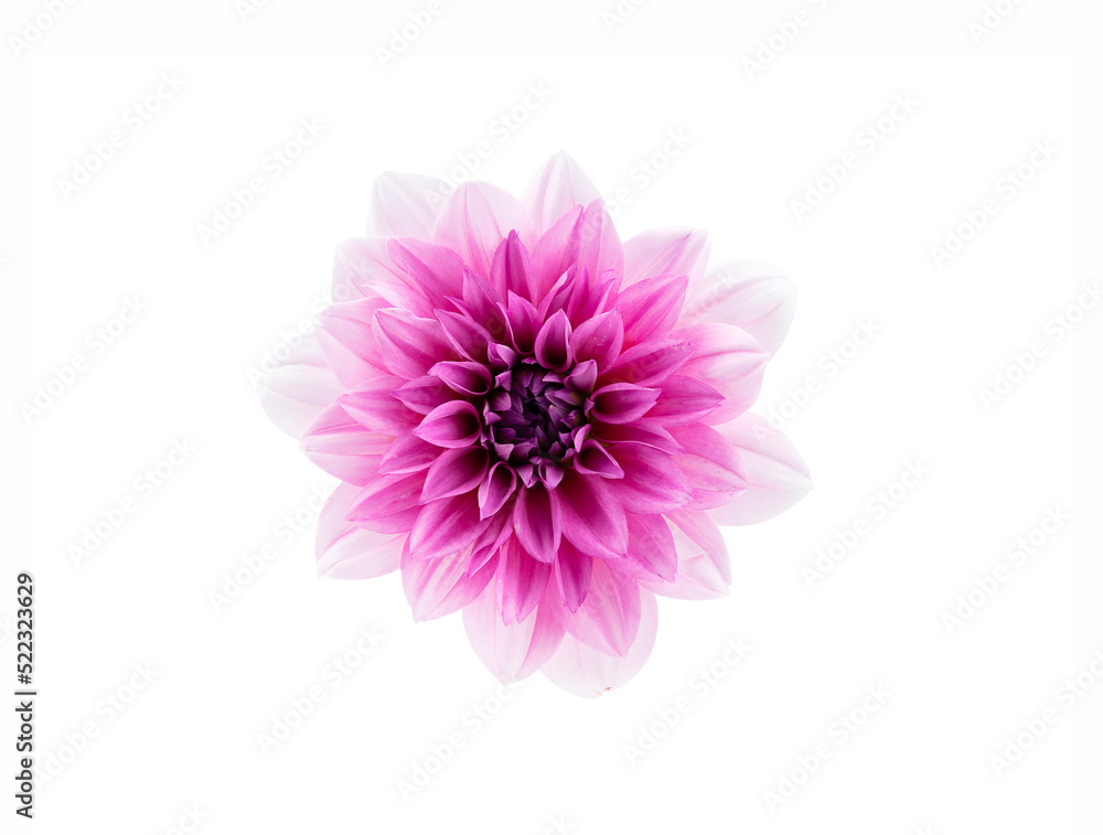 Top view of fresh pink or purple dahlia floral isolated on white background, clipping path. Closeup flower in studio shoting