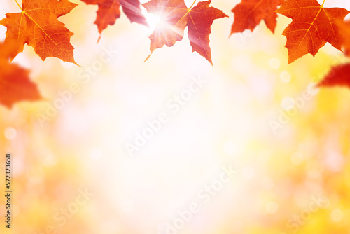 Autumn background with maple leaves. Fall background with copy space