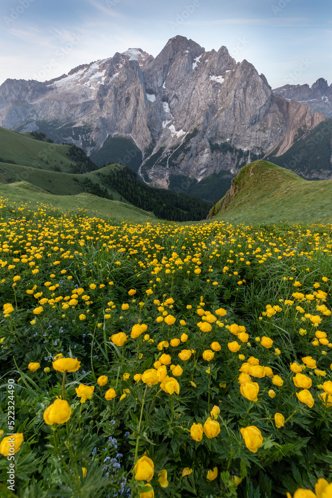 Summer view of Marmolada (Punta Penia), the highest peak in Dolomites, Trentino, Italy. Alpine landscape of Dolomiti with a view of a glacier on Marmolada and beautiful green meadow with yellow flower