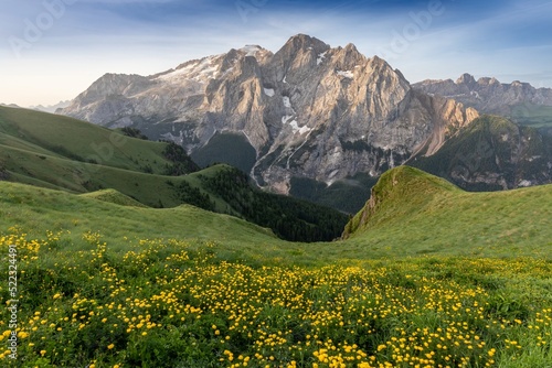 Summer view of Marmolada (Punta Penia), the highest peak in Dolomites, Trentino, Italy. Alpine landscape of Dolomiti with a view of a glacier on Marmolada and beautiful green meadow with yellow flower