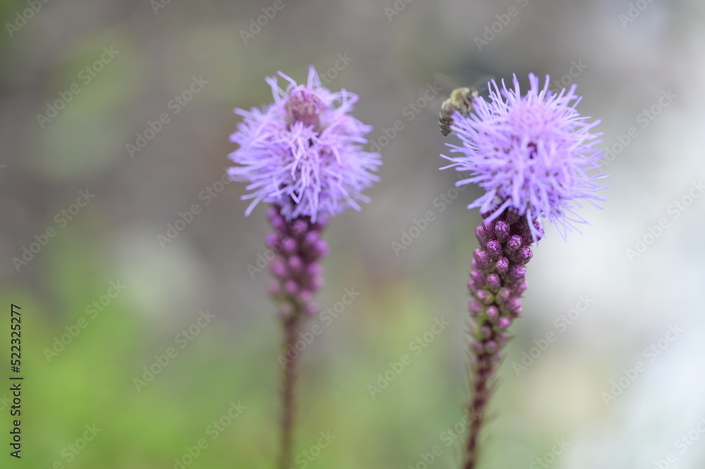 Background with nature to use for computer screens, pictures, smartphones, websites, walls, photo wallpapers for the décor of the apartment. - insects and small colorful flowers, field vegetation, gar Background with nature to use for computer screens, pictures, smartphones, websites, walls, photo wallpapers for the décor of the apartment. - insects and small colorful flowers, field vegetation, gar