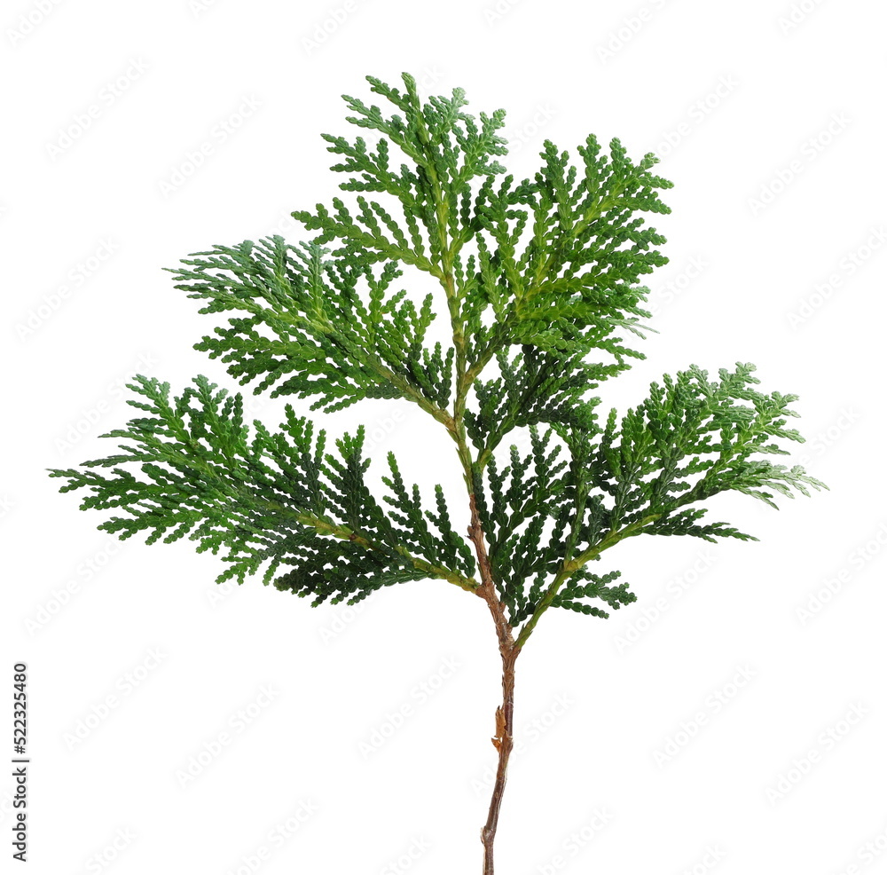Fototapeta premium Pine branch isolated on white background