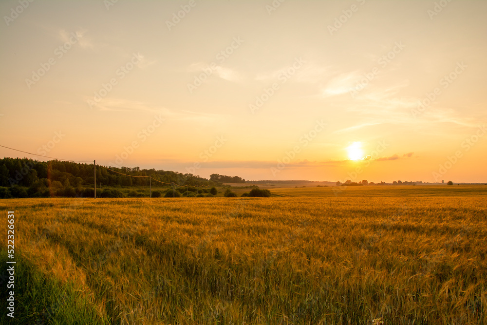 Sunset over a field of grain with road leading toward the horizon.