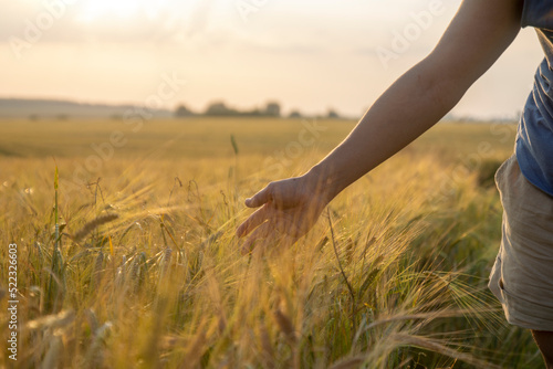 woman's hand slide threw ears of wheat in sunset light