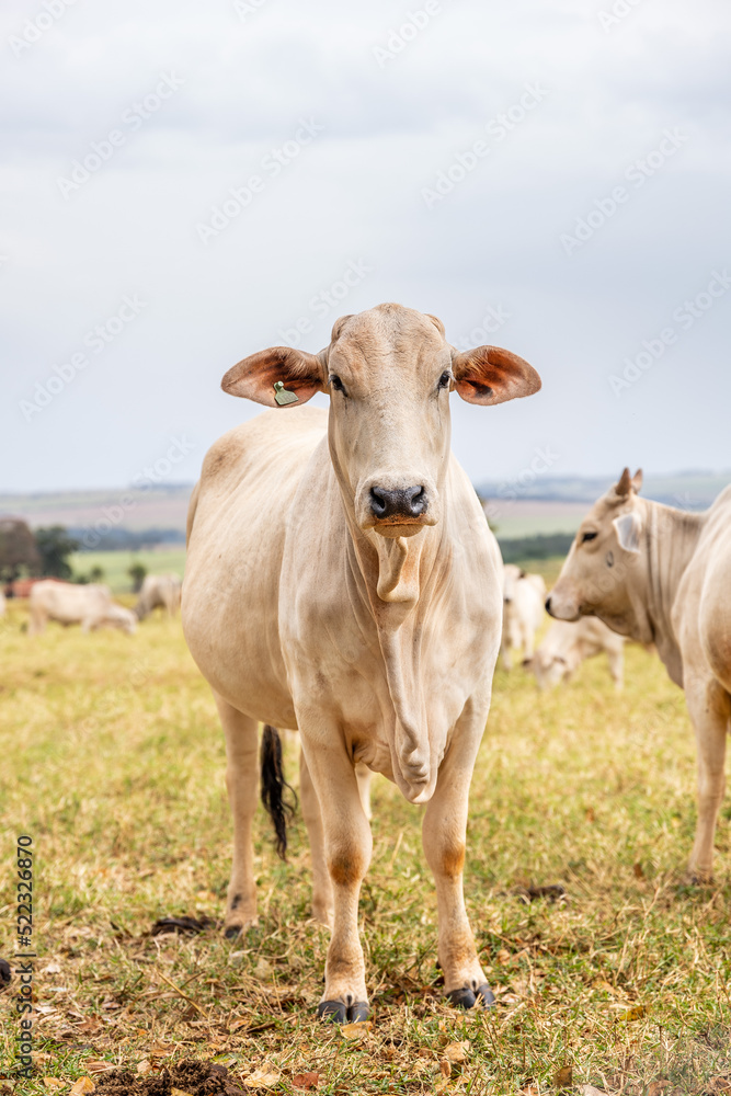 Vaca lechera 