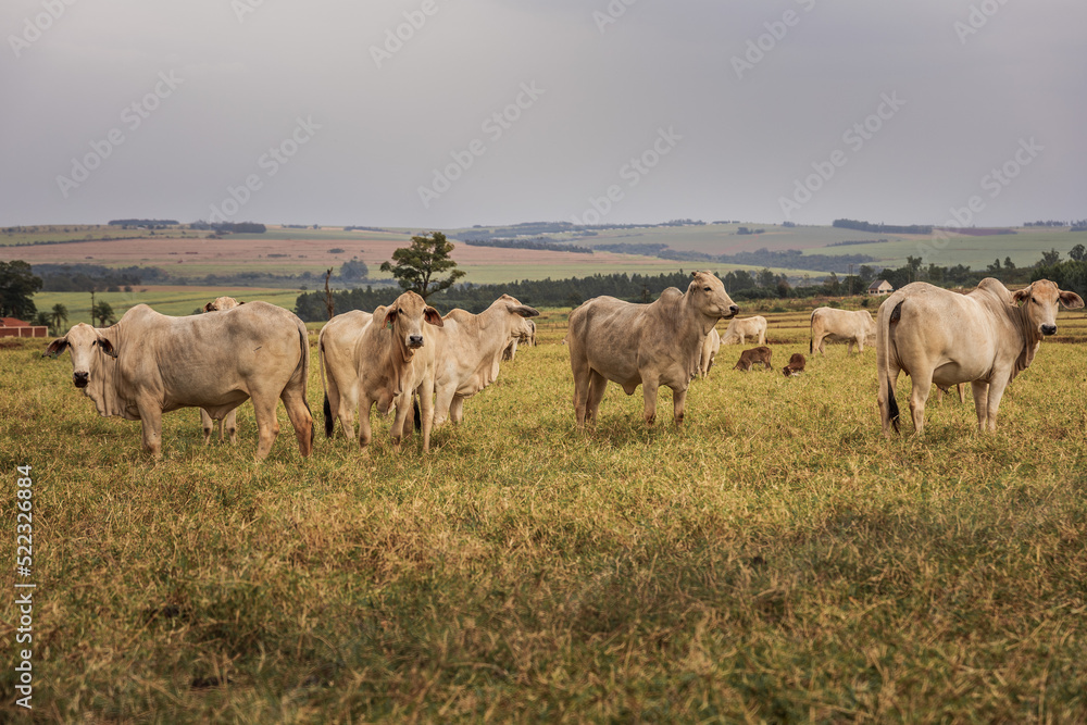 Manada de vacas 