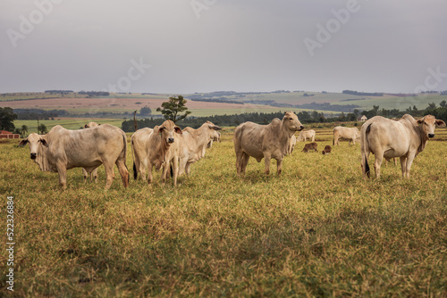 Manada de vacas 