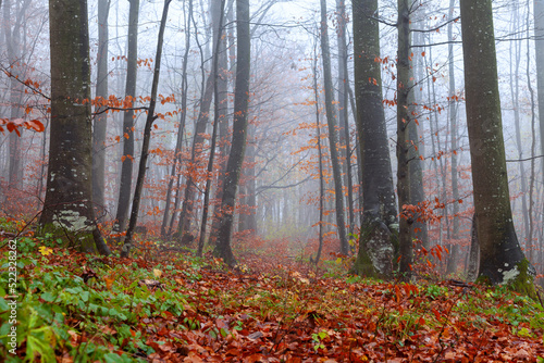 Autumn season foggy path in the woods.