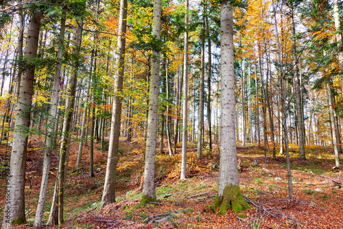 Colourful sunny autumn season forest landscape.
