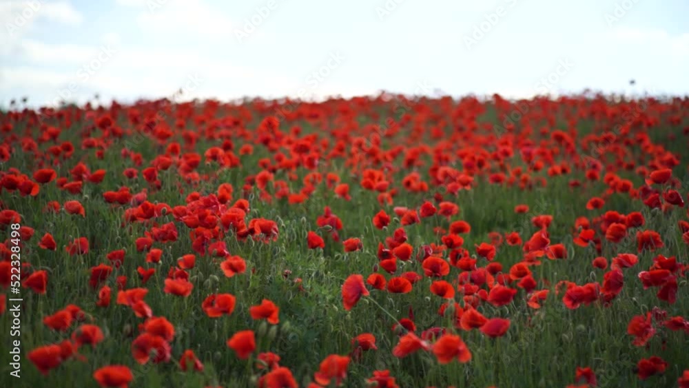 Poppy field flowers field with some light wind captured in slow motion. Poppy field flowers field with some light wind captured in slow motion.