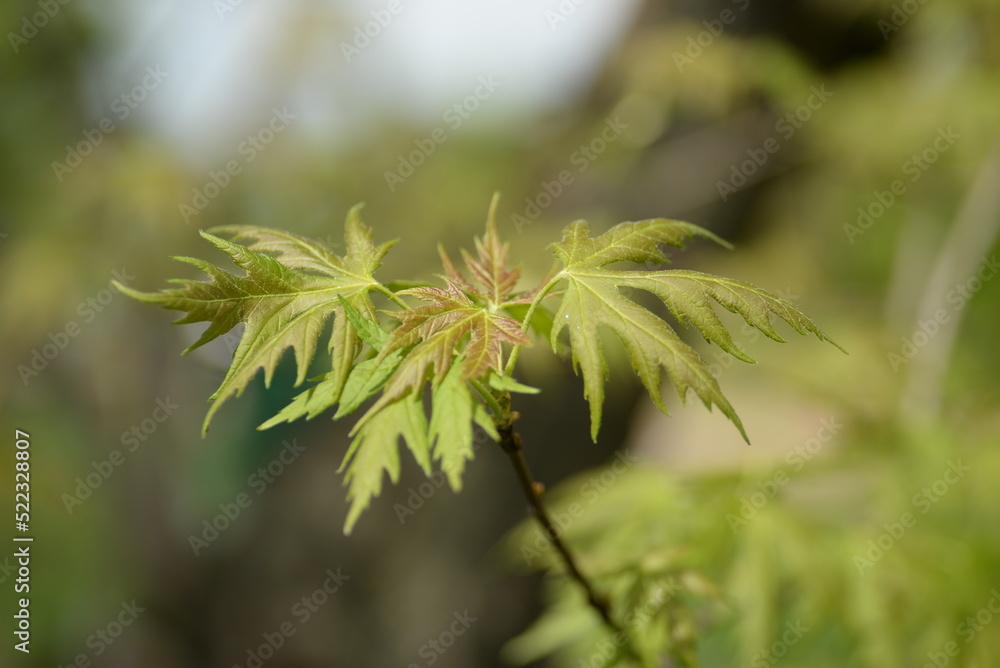 young maple leaves spring maple leaves on a green background fragile maple leaves, background, poster, postcard,
close up, abstract photo out of focus young maple leaves spring maple leaves on a green background fragile maple leaves, background, poster, postcard,
close up, abstract photo out of focus