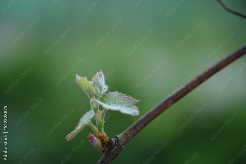 young grape leaves on a twig, grape leaves close-up, green grape leaves, abstract photography young grape leaves on a twig, grape leaves close-up, green grape leaves, abstract photography