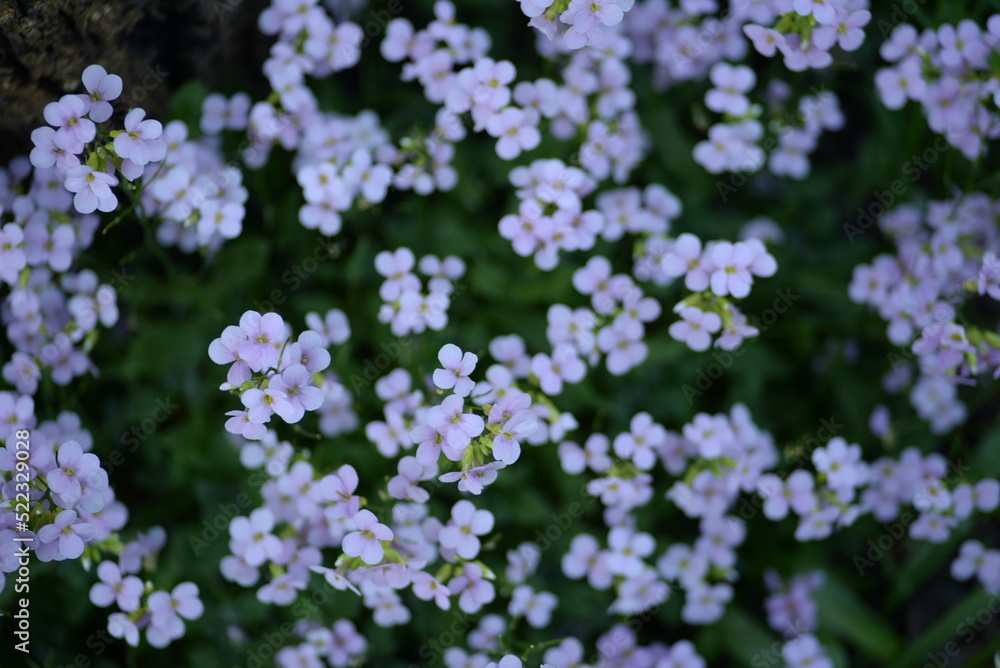 beautiful photo of small pink flowers, on a green background, out of focus, close-up, postcard pink flowers
beautiful photo of small pink flowers, on a green background, out of focus, close-up, postcard pink flowers