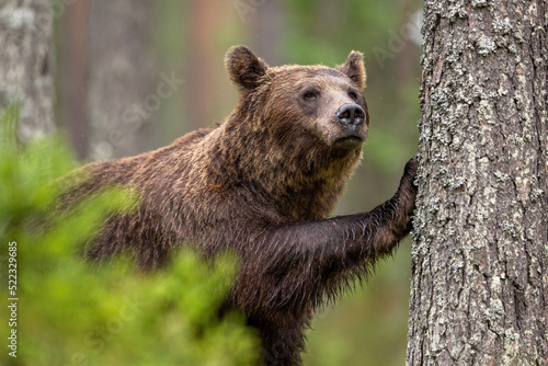 Big male brown bear in the forest, leaning against a tree with its paw