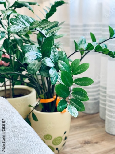 Zamioculcas. Flower in a pot.