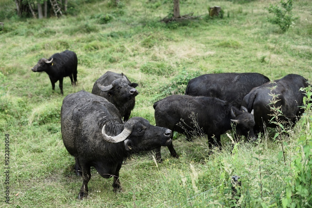 Obraz premium Wasserbüffel
