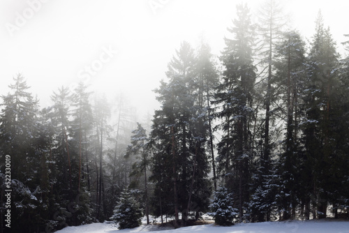 Nebel im Nadelwald im Winter mit Schnee