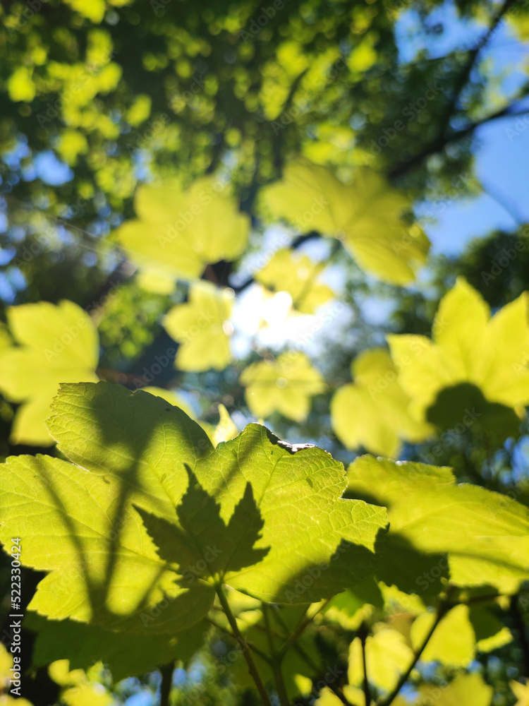 Obraz premium Leafs in the Summer