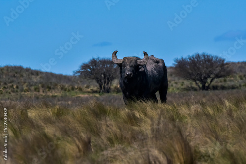 Fototapeta Naklejka Na Ścianę i Meble -  Water buffalo, Bubalus bubalis, species introduced in Argentina, La Pampa province, Patagonia.