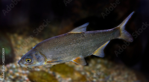 Vimba (Vimba vimba) photography of a freshwater fish