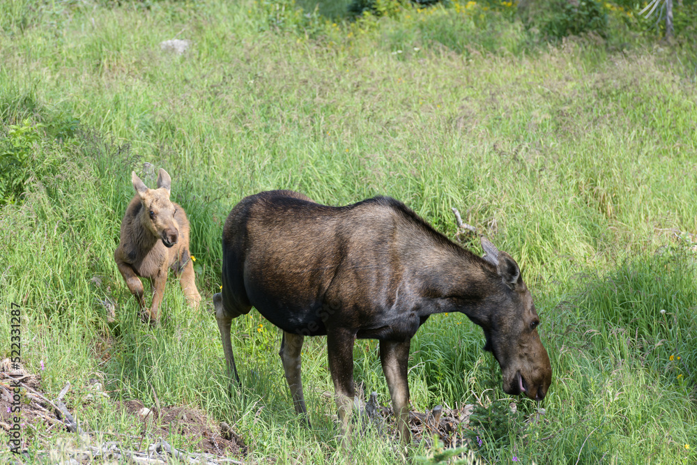 Moose in the Colorado Rocky Mountains Moose in the Colorado Rocky Mountains