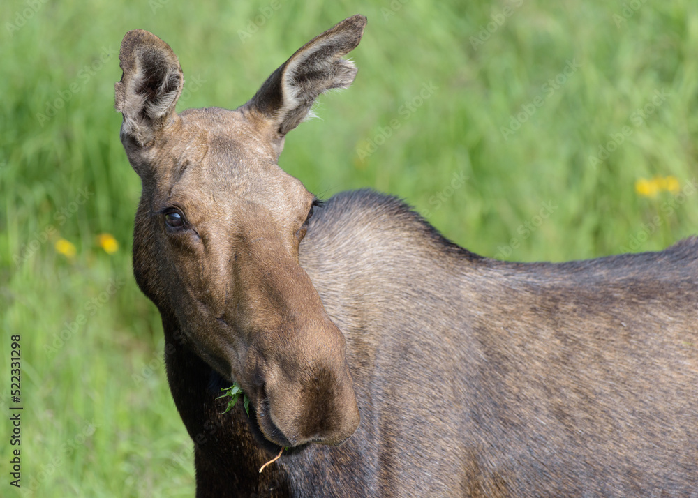 Moose in the Colorado Rocky Mountains Moose in the Colorado Rocky Mountains