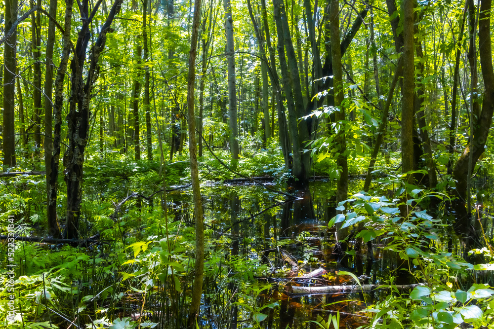 Obraz premium Trees in a flooded Forest 