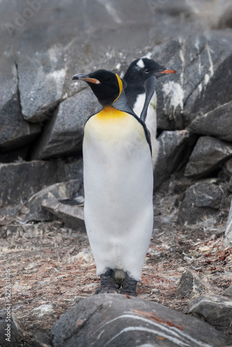 Emperor penguin Aptenodytes forsteri  in Port Lockroy  Goudier island  Antartica.