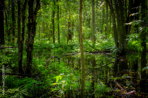 Fototapeta Naklejka Na Ścianę i Meble -  high water in a dark forest