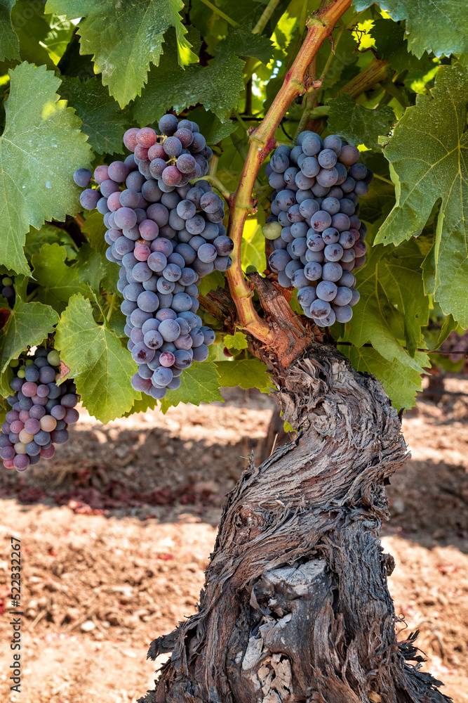 Veraison in a vineyard. Bunches of grapes with berries that begin the ripening phase. Traditional agriculture. Sardinia.