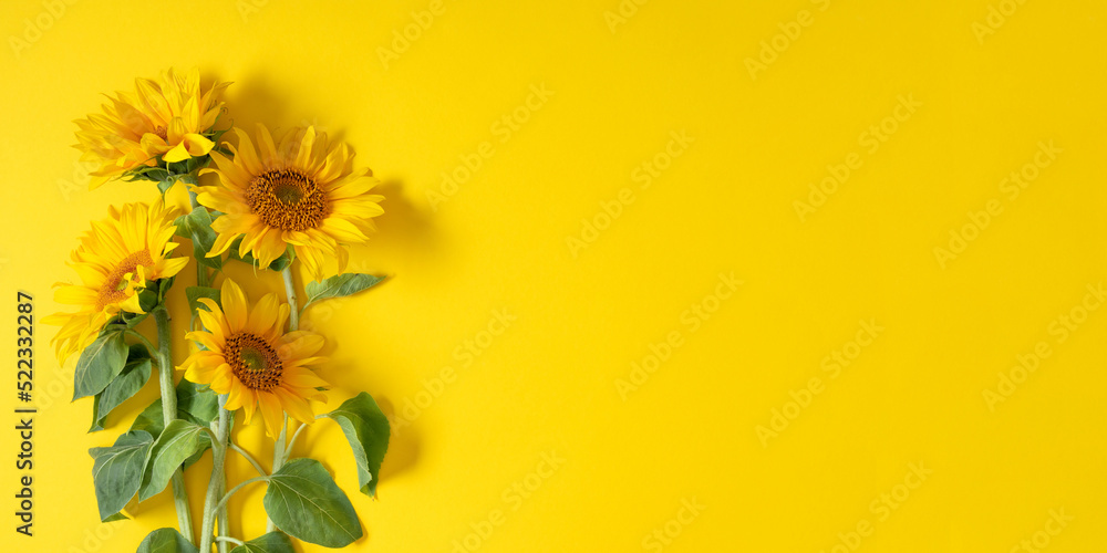 Beautiful sunflowers on yellow background. Sunflower background. Flat lay, top view, copy space
