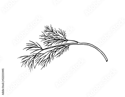 Vector branch of fresh dill in the style of doodles. Aromatic herbs and spices for the kitchen.