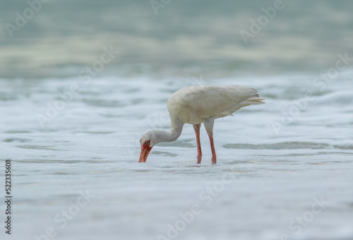 A white ibis feeds in the evening surf in the gulf of mexio on a florida beach.  photo