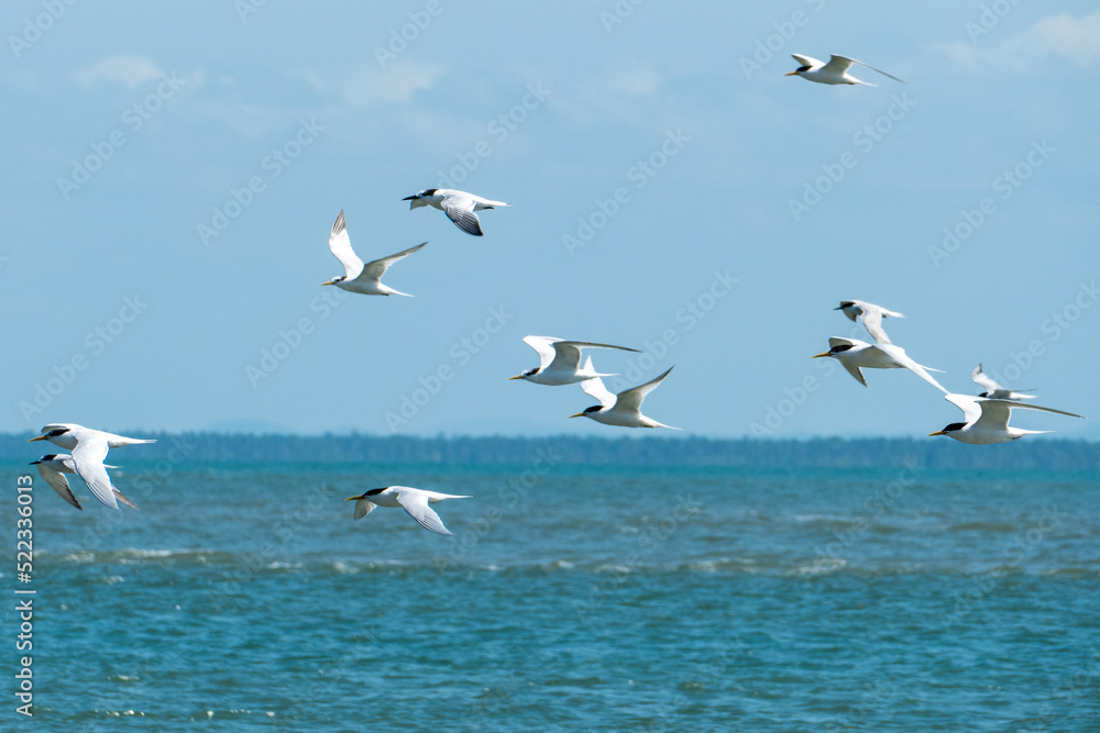 Flying seabirds. The roseate tern Sterna dougallii is a tern in the family Laridae. Boipeba, State of Bahia, Brazil.