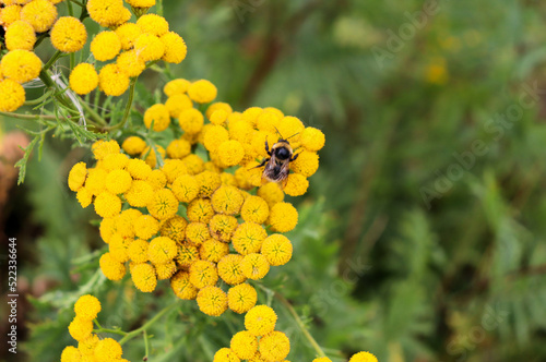 Yellow meadow flowers on a field in autumn, Yellow tansy flowers