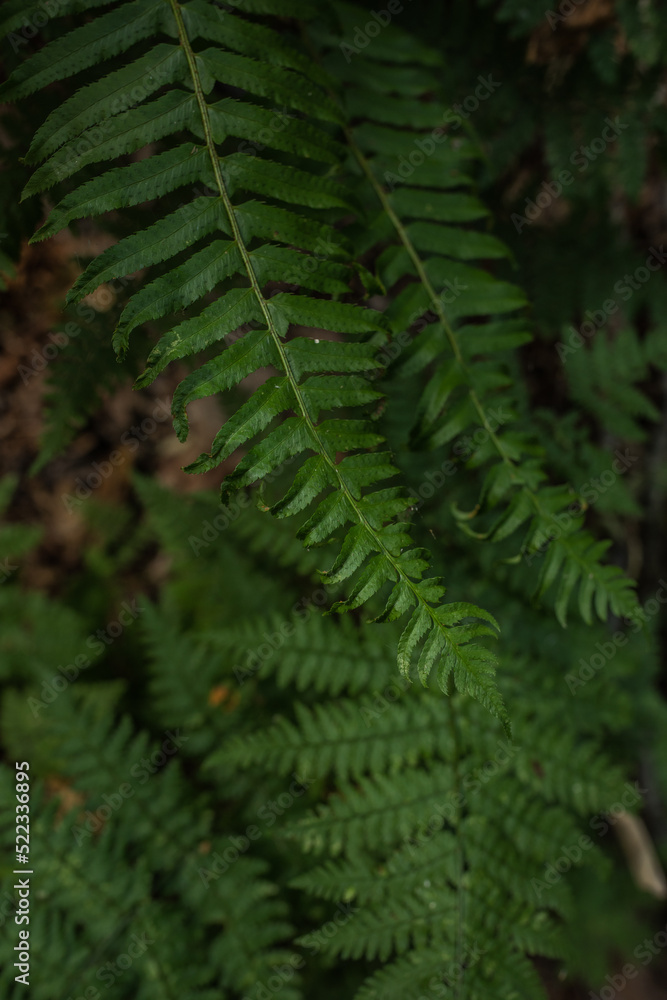 Western Sword Fern in Pacific Northwest forest Western Sword Fern in Pacific Northwest forest