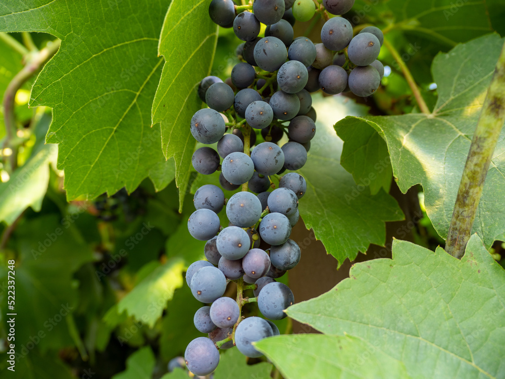 Grape. Grapes in the garden.Ripe grapes. Grape. Grapes in the garden.Ripe grapes.
