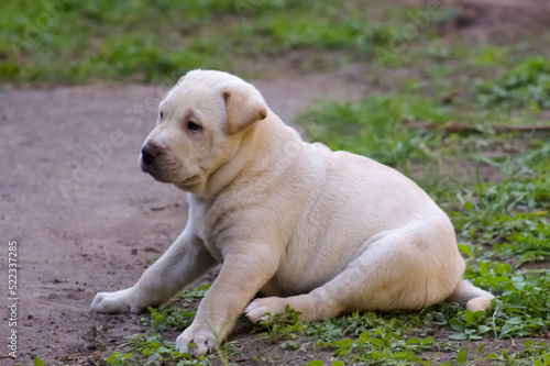 Perro © Guillermotopp