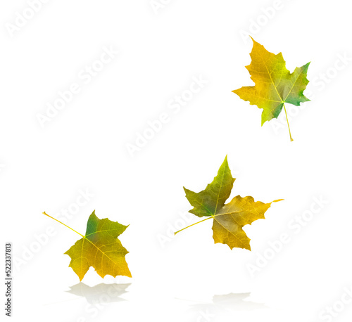Obraz na plátně Autumn maple leaves isolated on white background