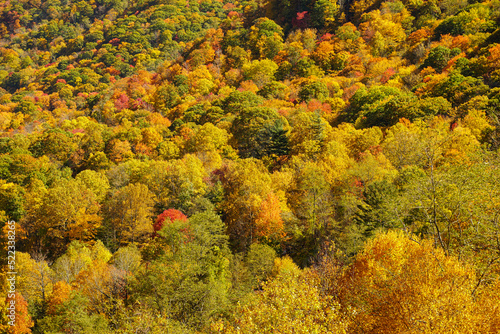 Autumn Colors in a forest on a mountainside.