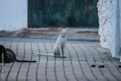 White Cat on a street
