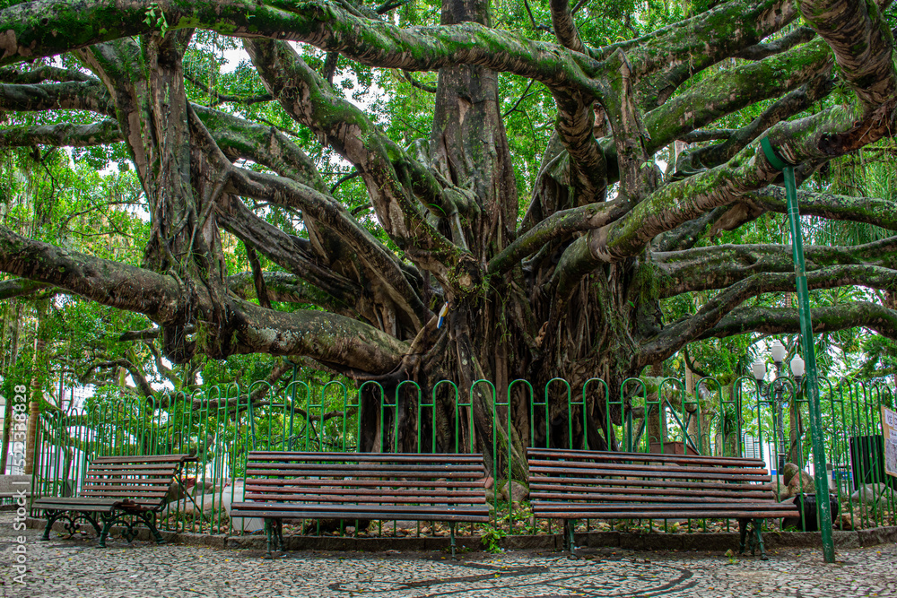 century-old fig tree in a public square in the city of Florianópolis, Brazil