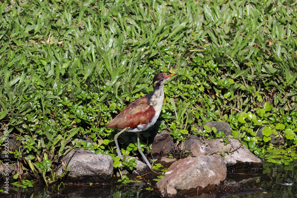 Naklejka premium Photograph of a beautiful bird, found in Lago do Braço Morto in Imbé in Rio Grande do Sul, Brazil.