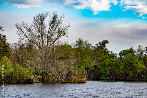 Fototapeta Naklejka Na Ścianę i Meble -  Lush Vegetation Grows along the Murky Waters of the Bayou outside of Lafitte, Louisiana, USA