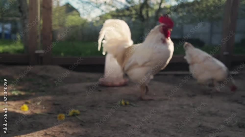 domestic chickens and rooster walk free-range in paddock on rural countryside. Poultry farming and home farm. Organic antibiotic hormone free farming poultry domestic chickens and rooster walk free-range in paddock on rural countryside. Poultry farming and home farm. Organic antibiotic hormone free farming poultry