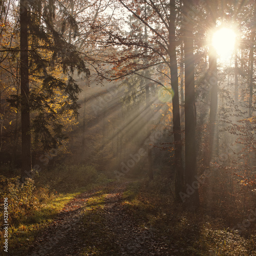 misty morning in the forest